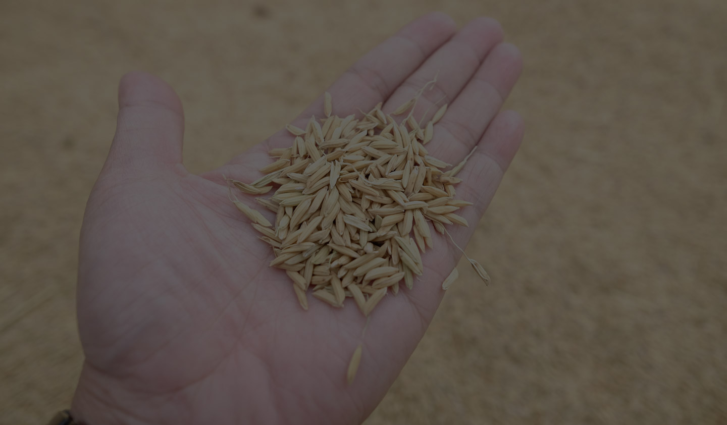 Rice Manufacturer & Exporter